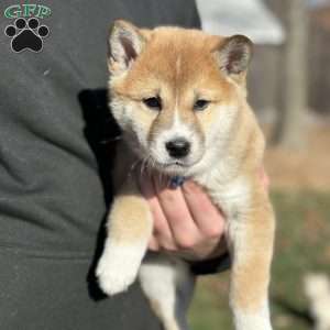 Oliver, Shiba Inu Puppy