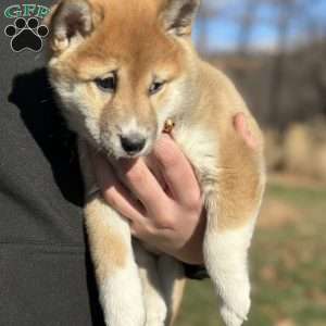 Teddy, Shiba Inu Puppy