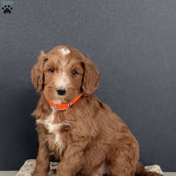 Axel, Goldendoodle Puppy