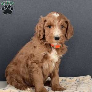 Axel, Goldendoodle Puppy