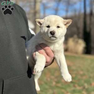 Max, Shiba Inu Puppy