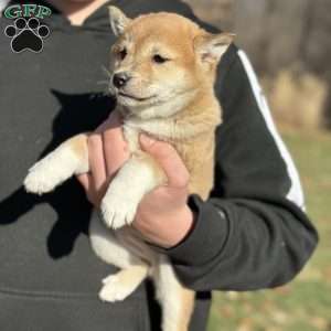 Willow, Shiba Inu Puppy