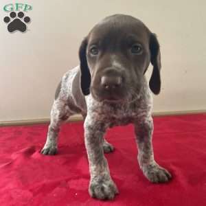 Harley, German Shorthaired Pointer Puppy