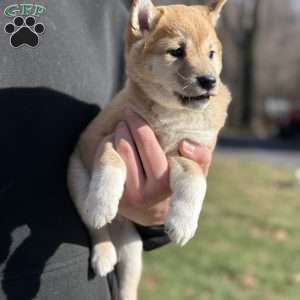 Willow, Shiba Inu Puppy