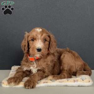 Axel, Goldendoodle Puppy