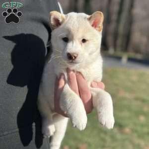 Skip, Shiba Inu Puppy