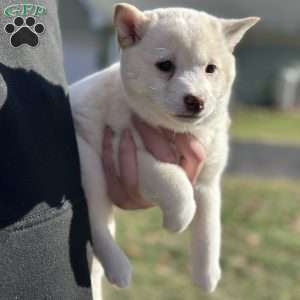 Sadie, Shiba Inu Puppy