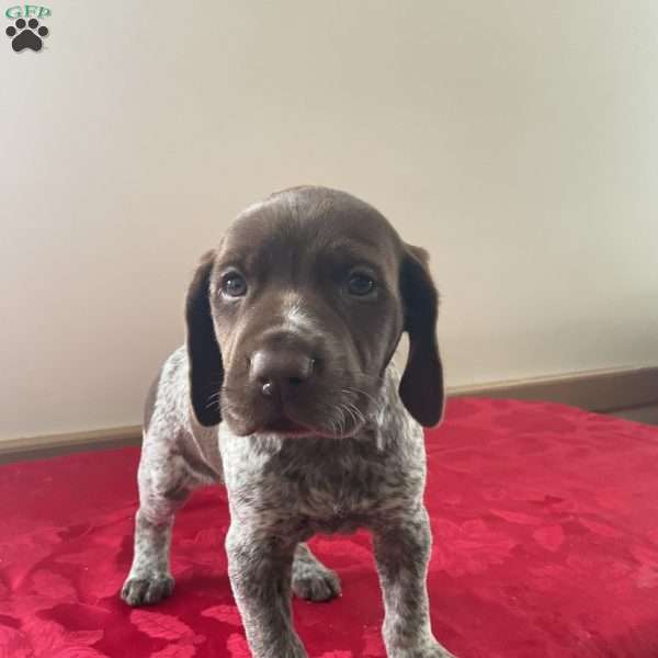 Harley, German Shorthaired Pointer Puppy