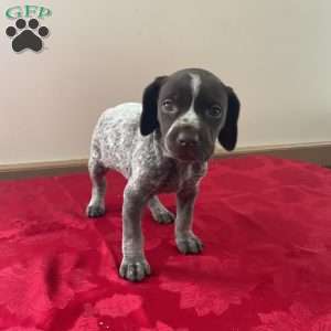 Heidi, German Shorthaired Pointer Puppy