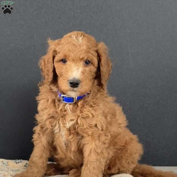 Archie, Goldendoodle Puppy