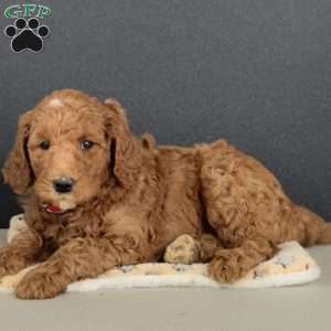 Abby, Goldendoodle Puppy