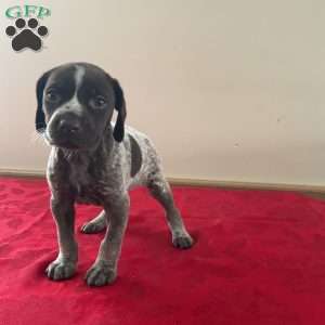 Heidi, German Shorthaired Pointer Puppy