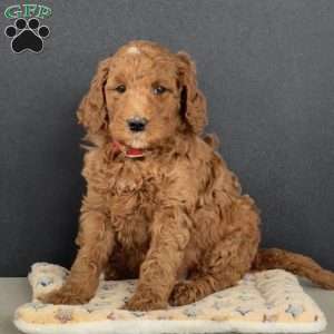 Abby, Goldendoodle Puppy