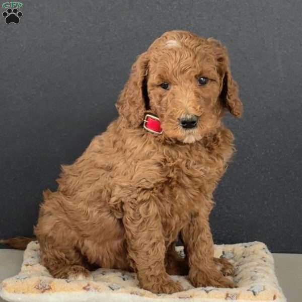 Abby, Goldendoodle Puppy