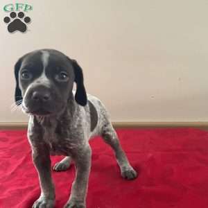 Heidi, German Shorthaired Pointer Puppy