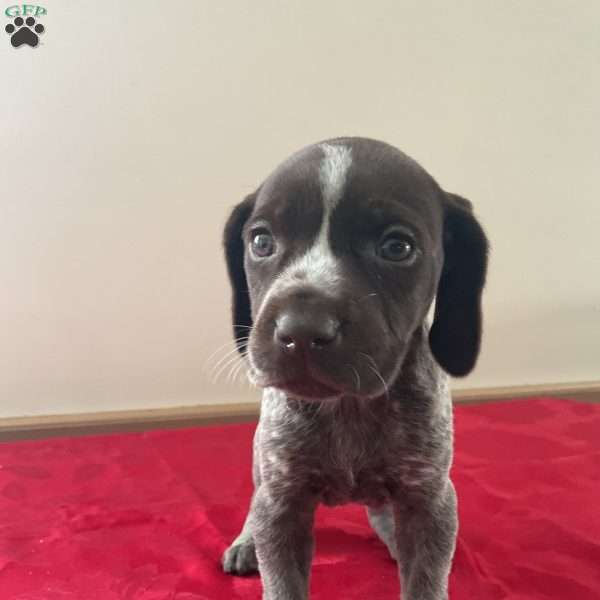 Heidi, German Shorthaired Pointer Puppy