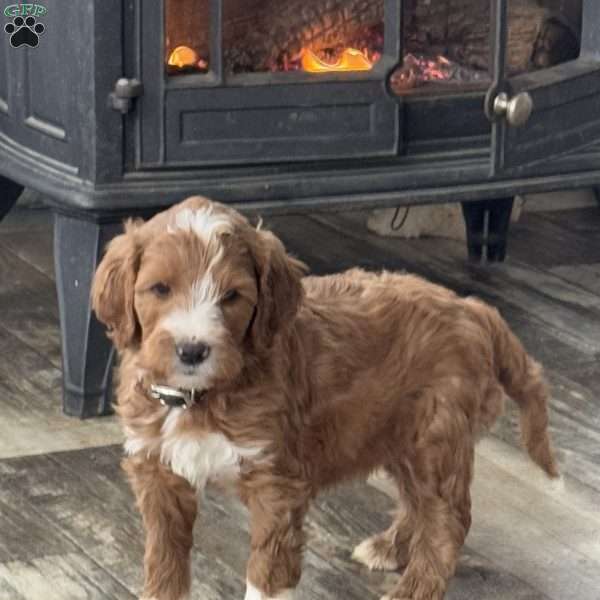 Armani, Goldendoodle Puppy