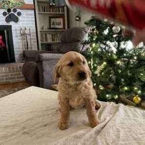 Gino, Golden Retriever Puppy