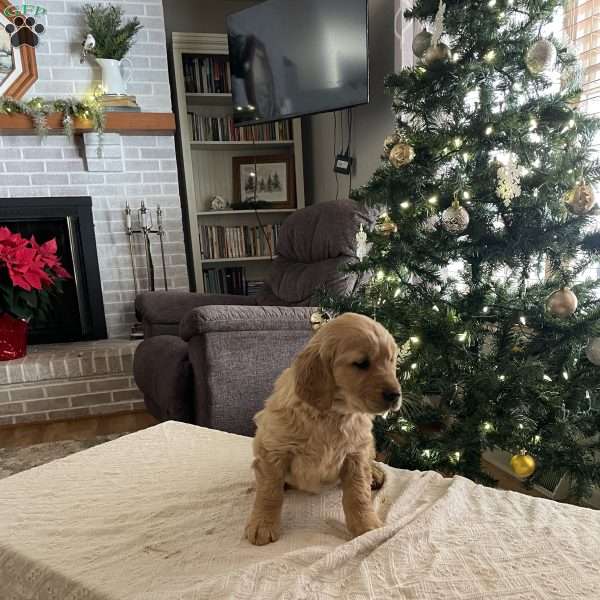 Gino, Golden Retriever Puppy