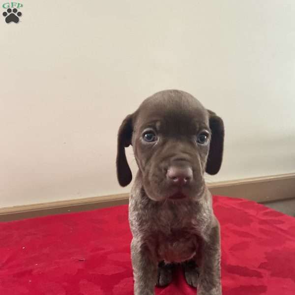 Honor, German Shorthaired Pointer Puppy