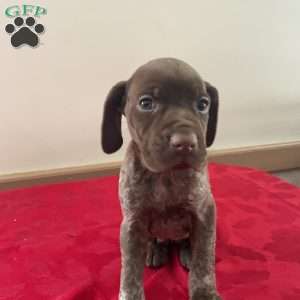 Honor, German Shorthaired Pointer Puppy