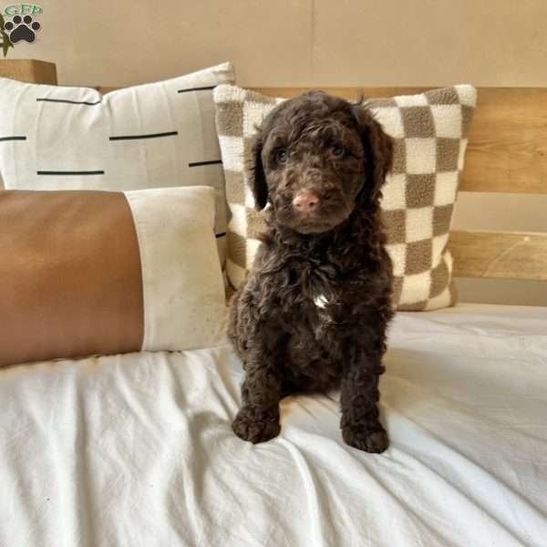 Mason, Portuguese Water Dog Puppy