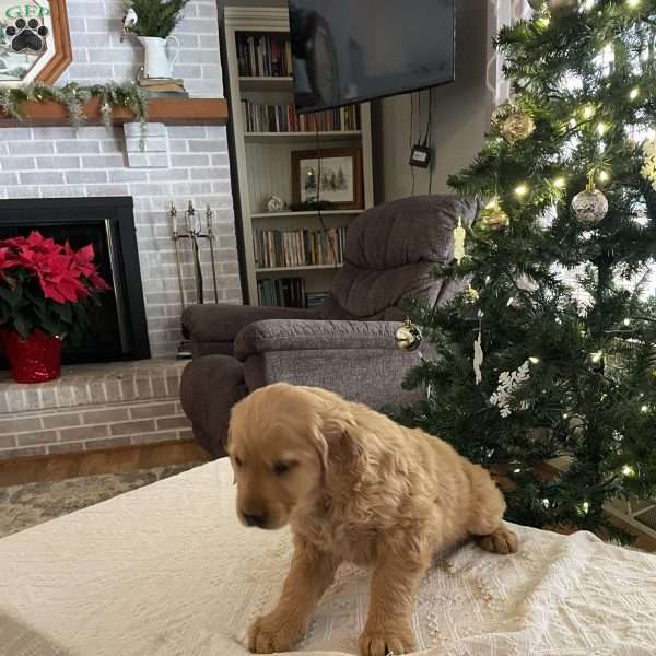 Pablo, Golden Retriever Puppy