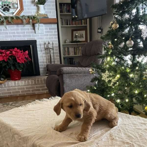 Bruno, Golden Retriever Puppy