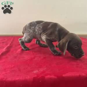 Honor, German Shorthaired Pointer Puppy