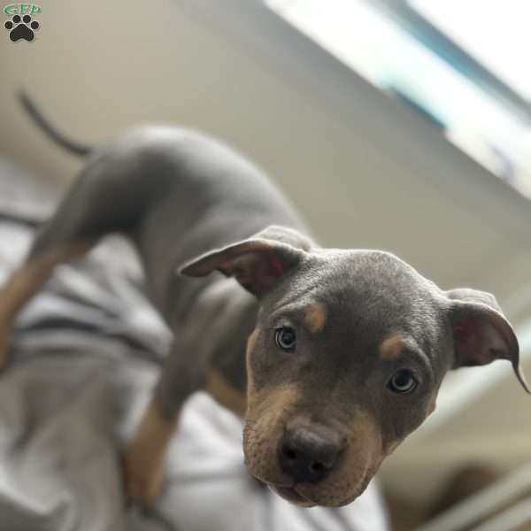 Red, American Bully Puppy