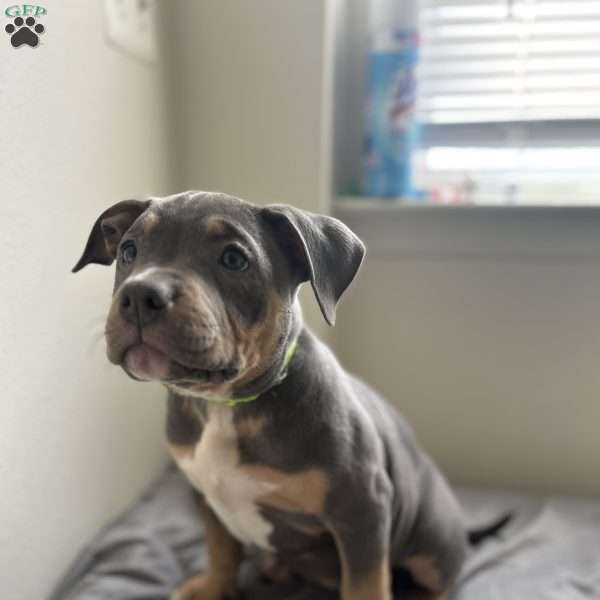 Green, American Bully Puppy