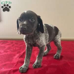 Hope, German Shorthaired Pointer Puppy