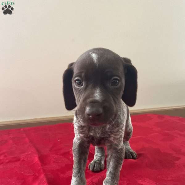 Hope, German Shorthaired Pointer Puppy