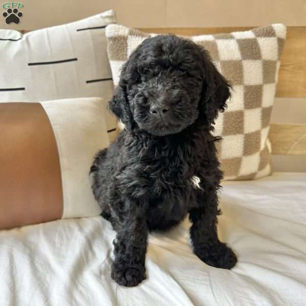 Miles, Portuguese Water Dog Puppy