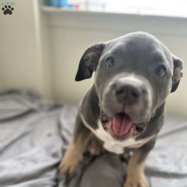 Purple, American Bully Puppy