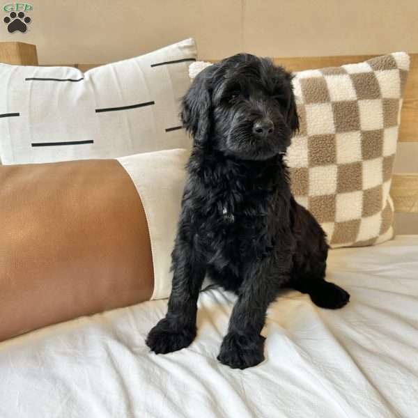 Milo, Portuguese Water Dog Puppy