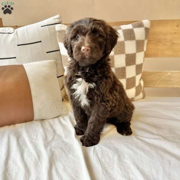 Maverick, Portuguese Water Dog Puppy