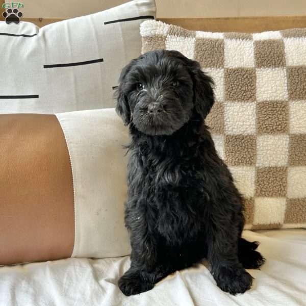 Lulu, Portuguese Water Dog Puppy