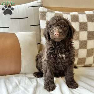 Casey, Portuguese Water Dog Puppy