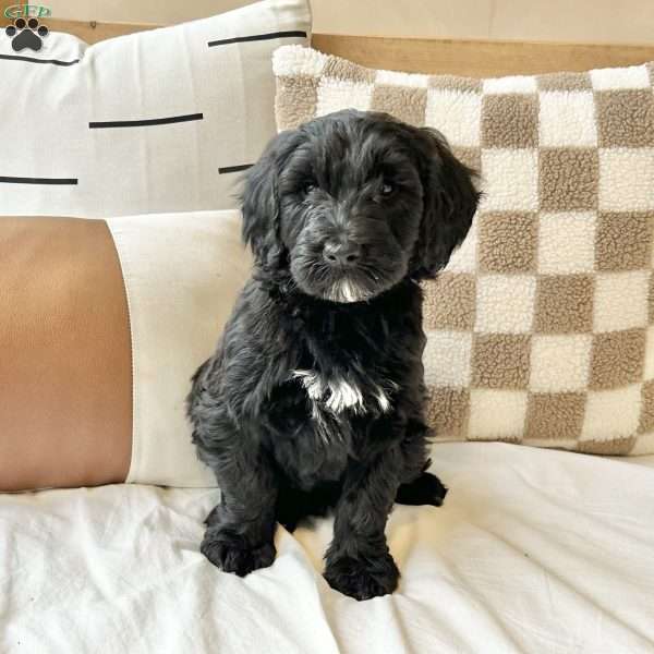 Lily, Portuguese Water Dog Puppy