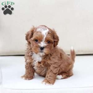 Charlie, Shih-Poo Puppy