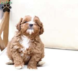 Charlie, Shih-Poo Puppy