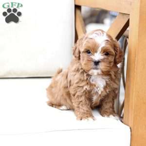 Charlie, Shih-Poo Puppy