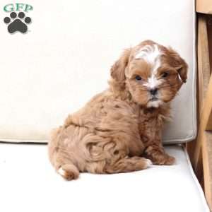 Charlie, Shih-Poo Puppy