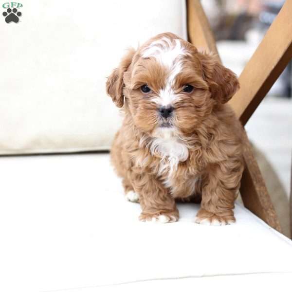 Charlie, Shih-Poo Puppy