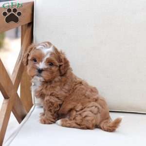 Charlie, Shih-Poo Puppy