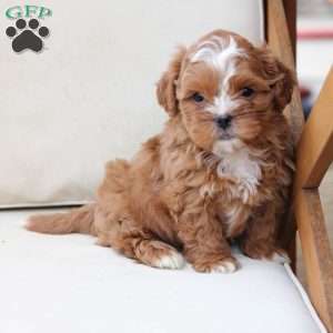 Charlie, Shih-Poo Puppy