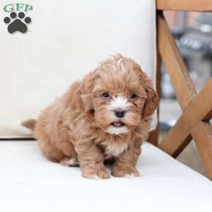 Tucker, Shih-Poo Puppy