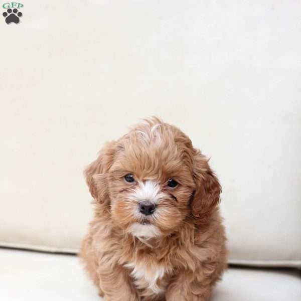 Tucker, Shih-Poo Puppy