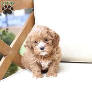 Tucker, Shih-Poo Puppy